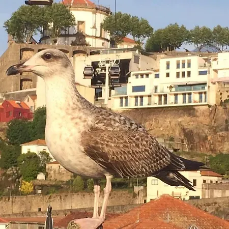 Oporto, Sea View And Marina Appartement *