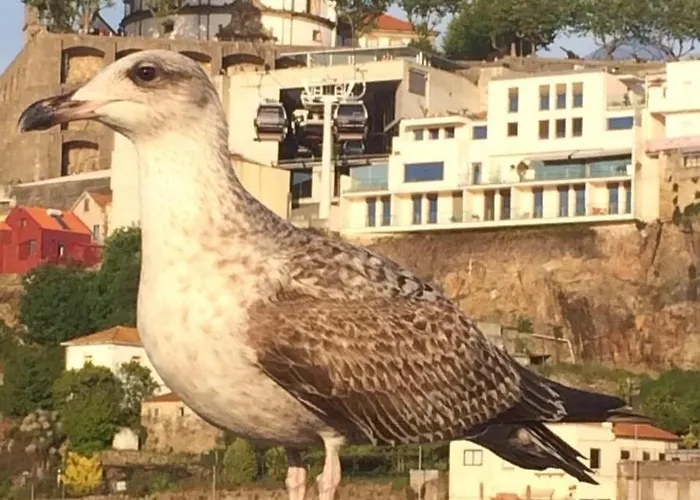 Oporto, Sea View And Marina 公寓 *
